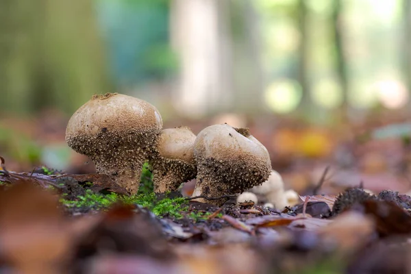 Fungo Branco Puffballs Comuns Puffballs Verrugas Puffballs Cravejado Gema — Fotografia de Stock