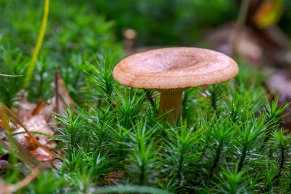 Vista Cerca Setas Creciendo Hierba Verde — Foto de Stock