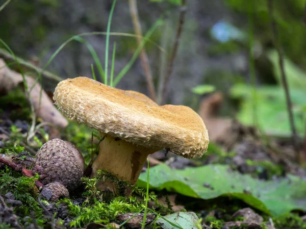 Pilz Auf Weichem Hintergrund Paxillus Involutus Allgemein Bekannt Als Brauner — Stockfoto