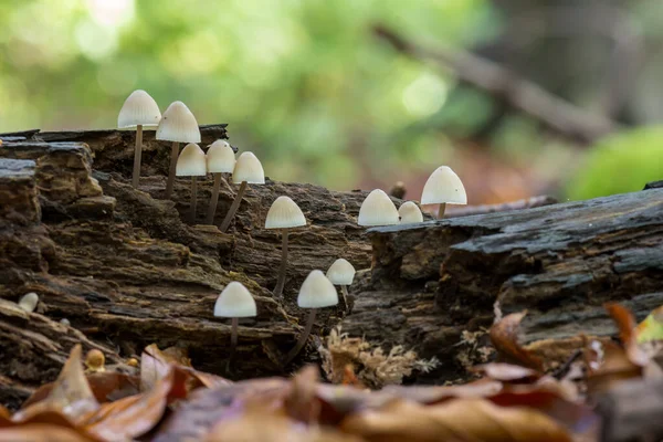 Group Mushrooms Forest Ground Stump Green Moss — Stock Photo, Image