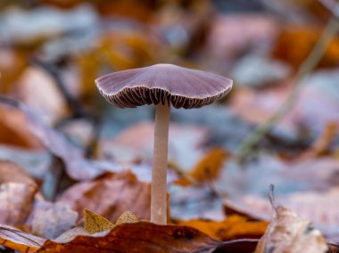 Psathyrella bipellis. Büyüyen mantarın yakın plan çekimi.