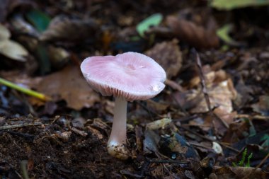 Mycena Rosea, büyüyen mantarın yakın plan çekimi.