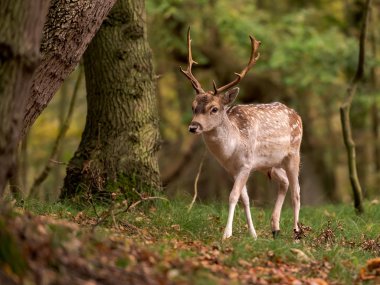 Ormanda yürüyen genç geyik manzarası