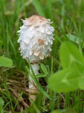 Yeşillikte büyüyen Coprinus koma mantarı.