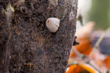 Ağaçta büyüyen Coprinellus 'un yakın plan çekimi.