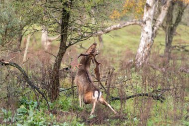 Dalları yiyen genç geyik manzarası