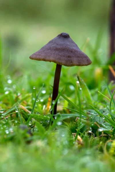 Entoloma Sericeum Nahaufnahme Von Wachsenden Pilzen Gras — Stockfoto