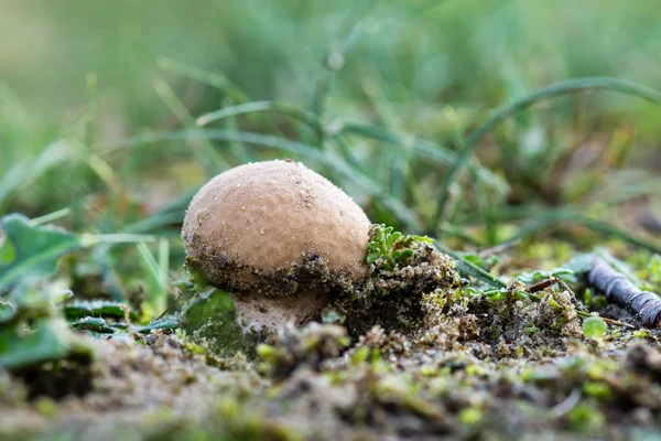 Bovista Aestivalis Close Tiro Cogumelos Crescimento Grama — Fotografia de Stock