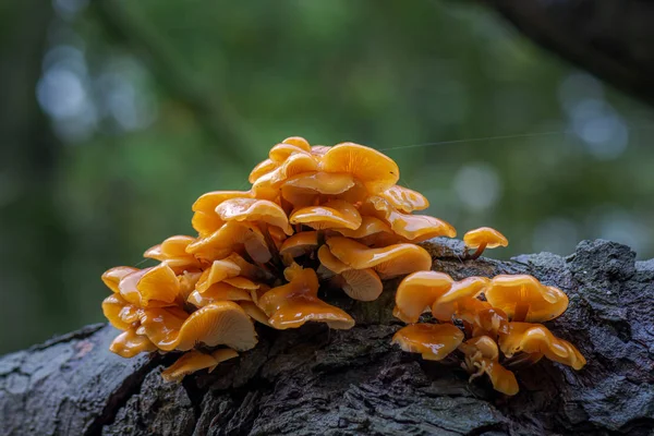 Flammulina Velutipes, ağaçta yetişen mantarların yakın plan çekimi.