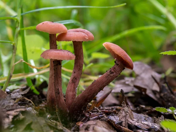 Laccaria Laccata Nahaufnahme Von Wachsenden Pilzen Grünen — Stockfoto