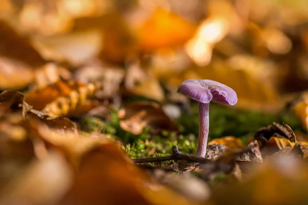 Laccaria Amethystina Крупным Планом Снимок Растущего Гриба Опавших Листьях — стоковое фото