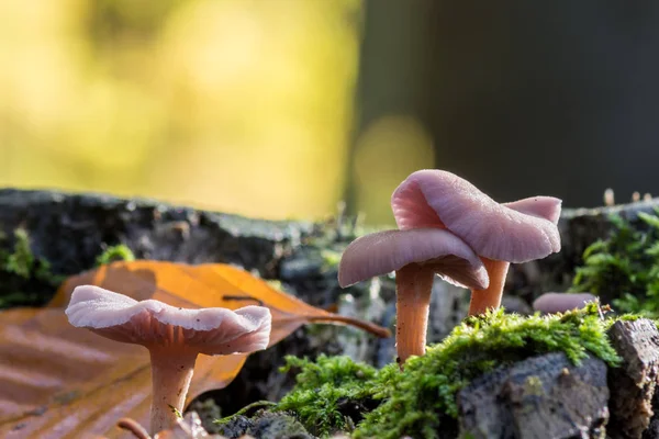 Laccaria Amethystina Nahaufnahme Von Wachsenden Pilzen Wald — Stockfoto