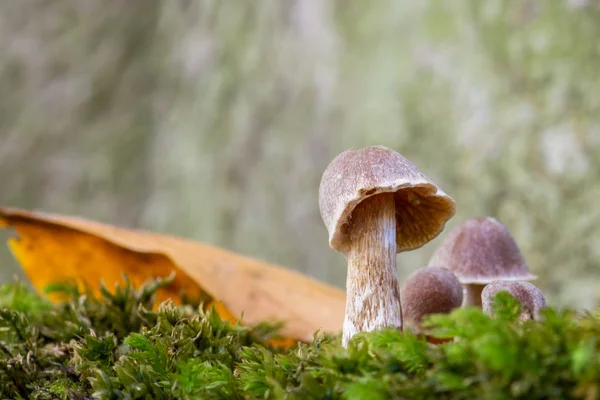 Psathyrella Nahaufnahme Von Wachsenden Pilzen Grünen — Stockfoto