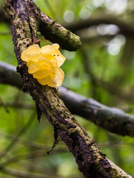 Golden Jelly Fungus Close Shot Growing Mushroom Branch — Stock Photo, Image