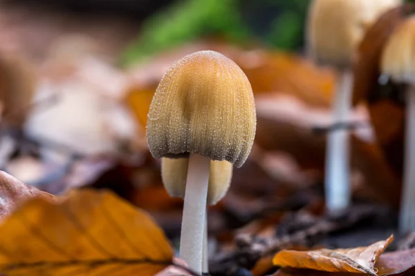 Coprinellus Micaceus Close Shot Growing Mushrooms — Stock Photo, Image