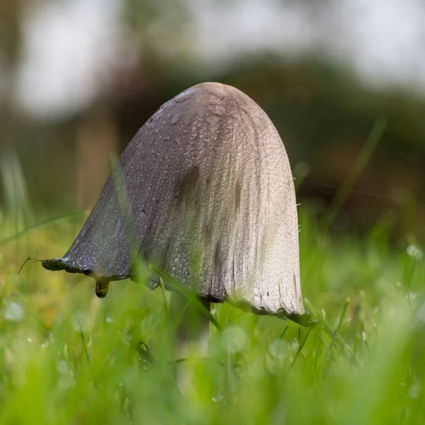 Coprinopsis Atramentaria Nahaufnahme Eines Wachsenden Pilzes — Stockfoto