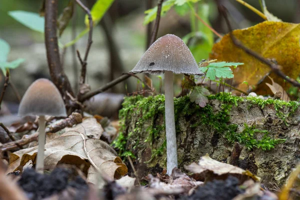 Coprinus Disseminatus Nahaufnahme Von Wachsenden Pilzen Wald — Stockfoto