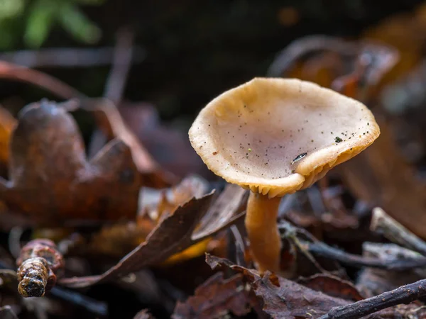 Close Shot Van Groeiende Genus Lactarius Het Bos — Stockfoto