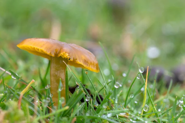 Nahaufnahme Der Wachsenden Hygrocybe Psittacina Gras — Stockfoto