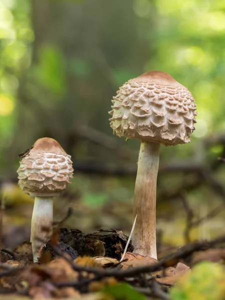 Primer Plano Cultivo Chlorophyllum Rhacodes Bosque — Foto de Stock