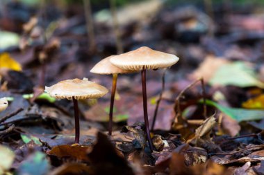 Sarımsaklı paraşütler, ormanda mantar yetiştirirken yakın çekim.