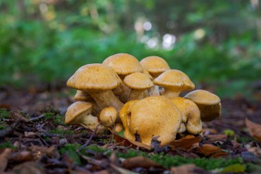 Gymnopilus junonius, ormanda mantar yetiştirirken yakın plan.