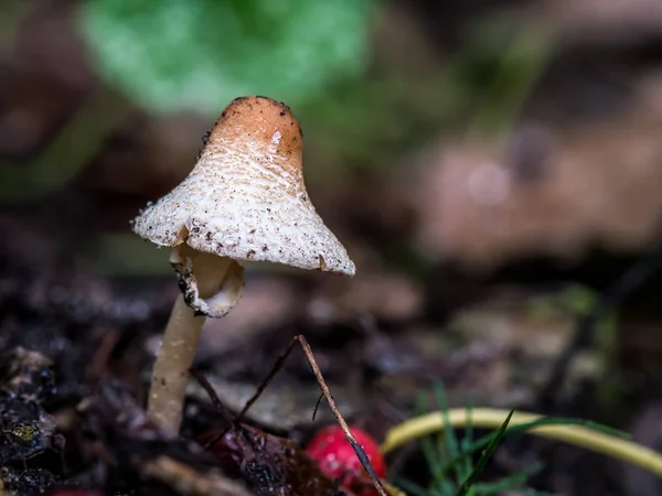 Närbild Skott Växande Lepiota Cristata Skogen — Stockfoto