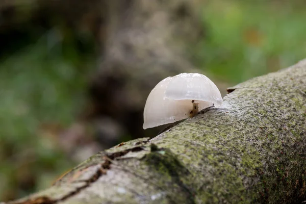 Porcelain Fungus Close Shot Growing Mushrooms Forest — Stock Photo, Image