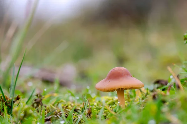 Hygrocybe Pratensis Close Shot Growing Mushroom Forest Stok Gambar