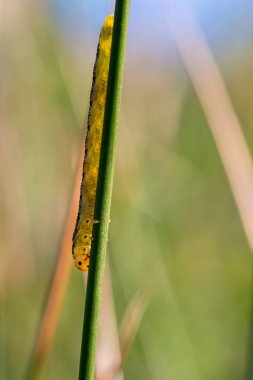 Yeşil arka planda sarı testere larvaları
