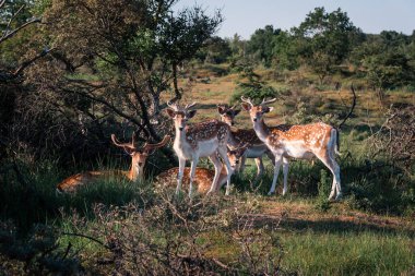 Geyik sürüsü doğrudan kameraya bakıyor.