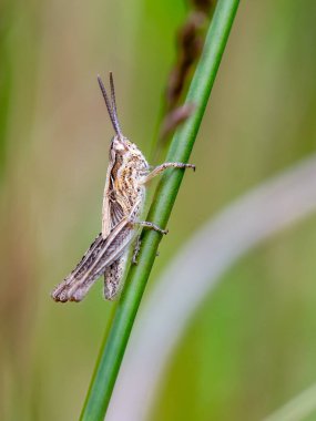 Çimlerde çekirge (Acrididae)