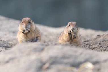 Doğal ortamdaki siyah kuyruklu çayır köpeklerine (Cynomys ludovicianus) yakın çekim