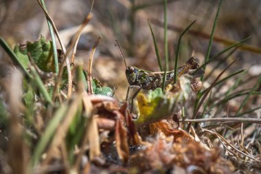 Çimlerde çekirge (Acrididae)