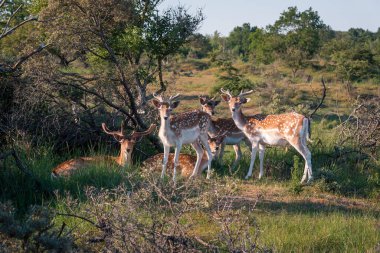 Geyik sürüsü doğrudan kameraya bakıyor.