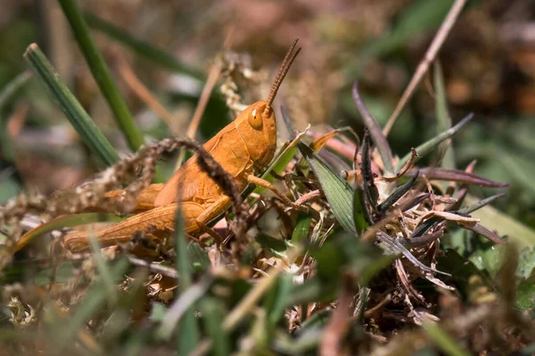 Saltamontes Hierba Acrididae —  Fotos de Stock