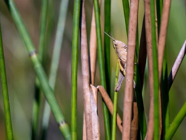 草丛中的蚱蜢 Acrididae — 图库照片