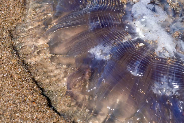 Compass Jellyfish Stranded Beach — Stock Photo, Image