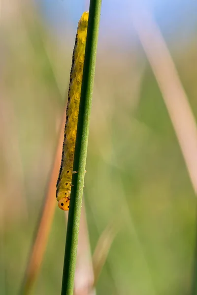 Желтые Личинок Пилы Зеленом Фоне — стоковое фото