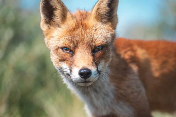 Renard Roux Milieu Naturel Concept Sauvagerie — Photo