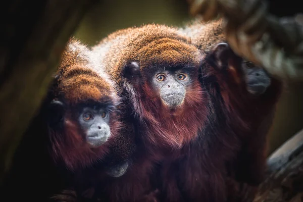 Monos Aulladores Rojos Cerca —  Fotos de Stock