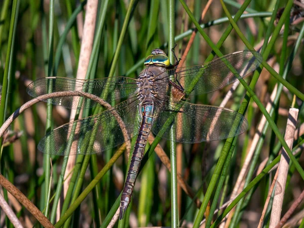 Libelle Auf Dem Gras — Stockfoto