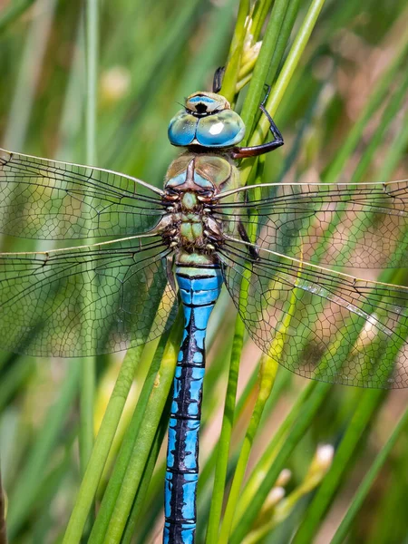 Libélula Grama Verde — Fotografia de Stock