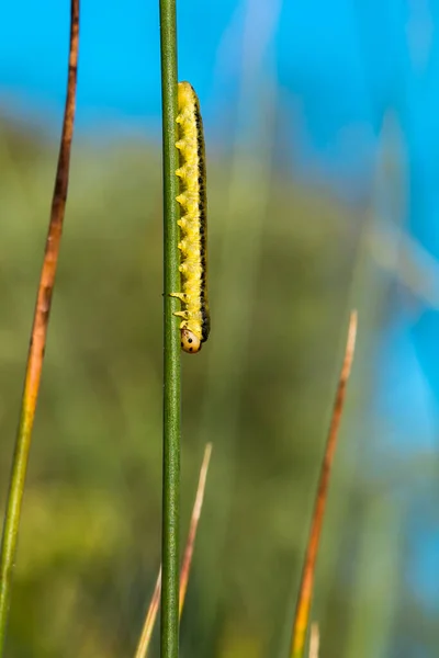 Larvas Amarelas Mosca Serra Sobre Fundo Verde — Fotografia de Stock