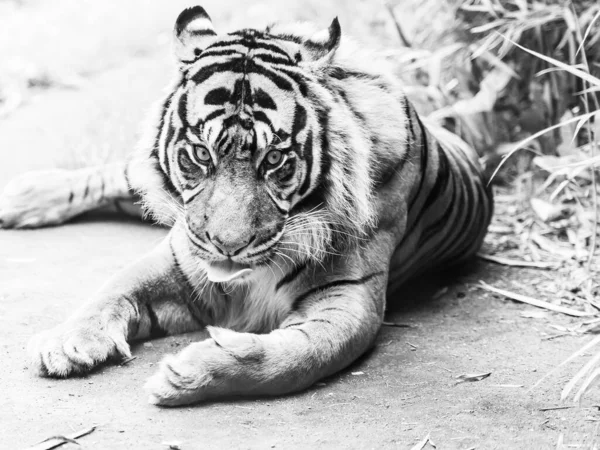 Retrato Tigre Sumatra Blanco Negro Resaltado —  Fotos de Stock