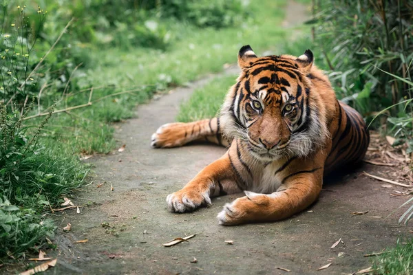 Portret Van Sumatraanse Tijger Buiten — Stockfoto