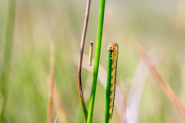 Žluté Larvy Pily Zeleném Pozadí — Stock fotografie