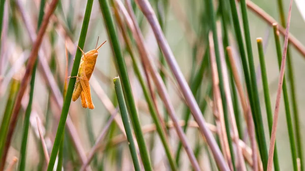 Saltamontes Naranja Hierba Acrididae —  Fotos de Stock