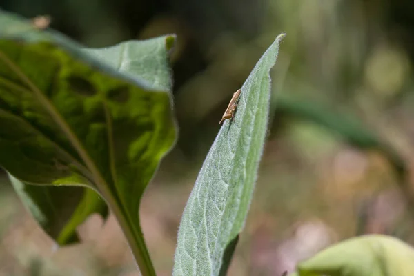 草丛中的蚱蜢 Acrididae — 图库照片