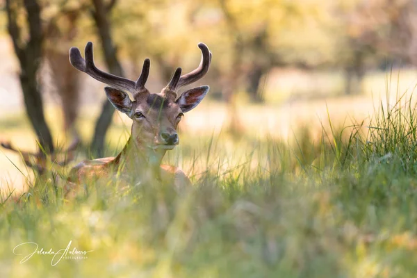 柔软背景的漂亮公鹿 — 图库照片